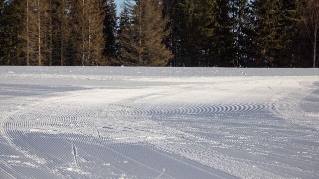 Амурский тигр убил сельчанина в Приморском крае - Восток-Медиа, 14.01.2025