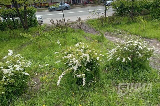 Жители Нижнего Новгорода массово жалуются на некошеную траву - НИА Нижний Новгород, 10.06.2025