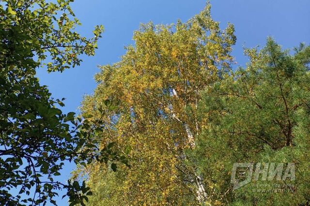 Теплая погода порадует нижегородцев в начале сентября - НИА Нижний Новгород, 31.08.2025