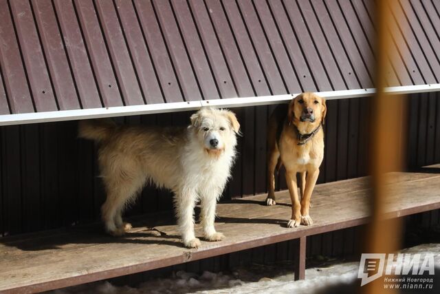 В Нижнем Новгороде собачьи будки поставили у песочницы — зоозащитники против - НИА Нижний Новгород, 01.11.2025