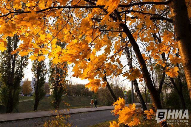 Пасмурная и холодная погода ждет нижегородцев на выходных - НИА Нижний Новгород, 07.11.2025