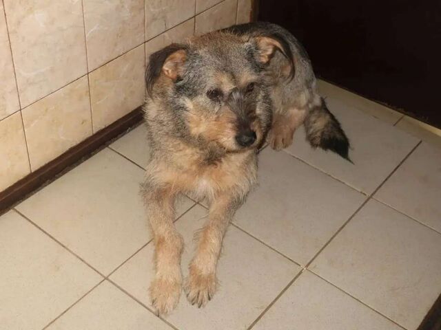 Нижегородцев привлекут к ответственности за самовыгул собак - НИА Нижний Новгород, 24.02.2026