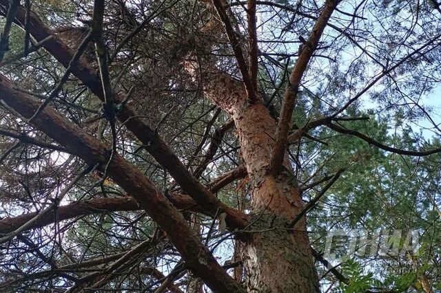 Вокруг трех памятников природы в Нижегородской области установили охранные зоны - НИА Нижний Новгород, 24.02.2026