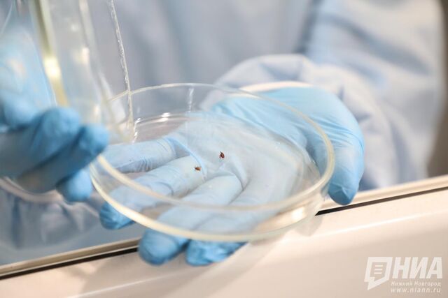 Нижегородцам напомнили о начале сезона активности клещей Нижегородцам напомнили о начале сезона активности клещей - НИА Нижний Новгород, 24.02.2026