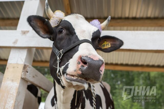 Арестованный животноводческий комплекс продают в Нижегородской области Арестованный животноводческий комплекс продают в Нижегородской области - НИА Нижний Новгород, 10.03.2026