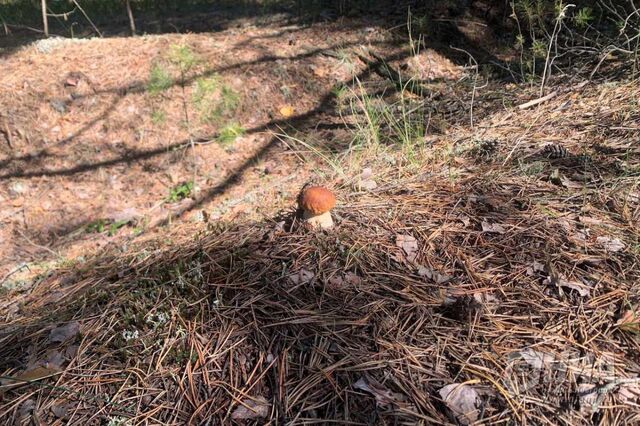 Грибы начнут появляться в лесах Нижегородской области уже в апреле - НИА Нижний Новгород, 12.04.2026