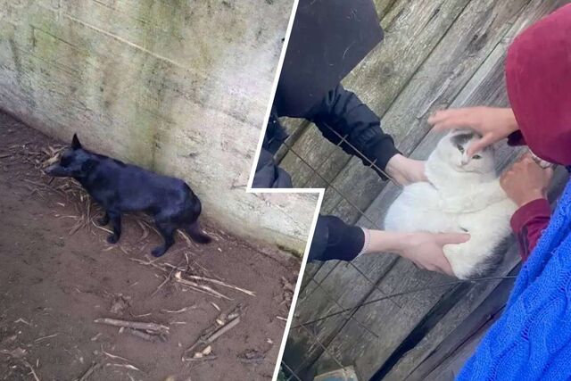 Собаку и кота спасли в минувшие выходные в Нижнем Новгороде Собаку и кота спасли в минувшие выходные в Нижнем Новгороде - НИА Нижний Новгород, 13.04.2026