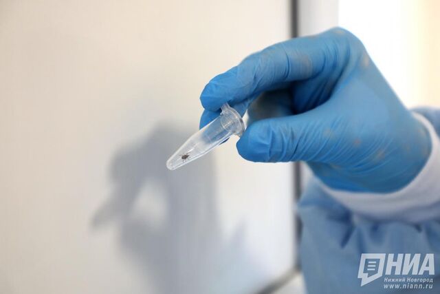 Выяснилось, где чаще всего нападают клещи в Нижегородской области - НИА Нижний Новгород, 15.04.2026