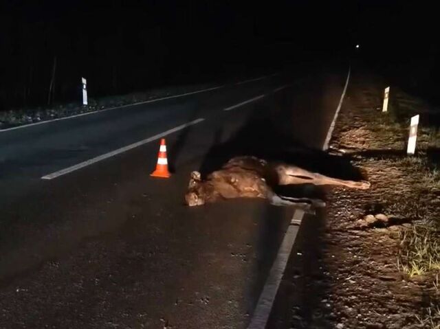 65-летний водитель сбил лося и попал в больницу в Нижегородской области - НИА Нижний Новгород, 20.04.2026
