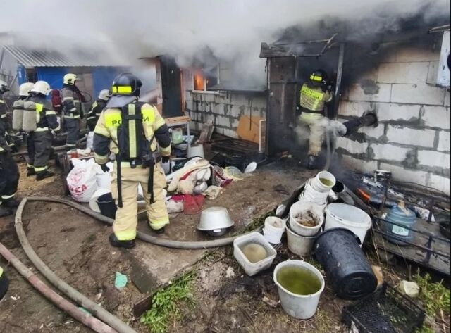 Гибель собак в нижегородском питомнике обернулась проверкой прокуратуры - НИА Нижний Новгород, 29.04.2026