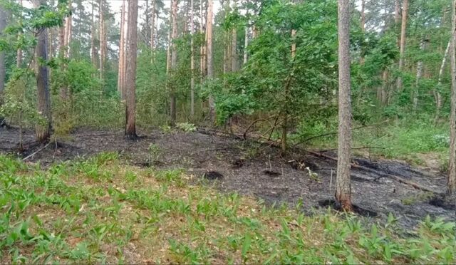 Первый в сезоне лесной пожар произошел в Нижегородской области - НИА Нижний Новгород, 24.06.2026
