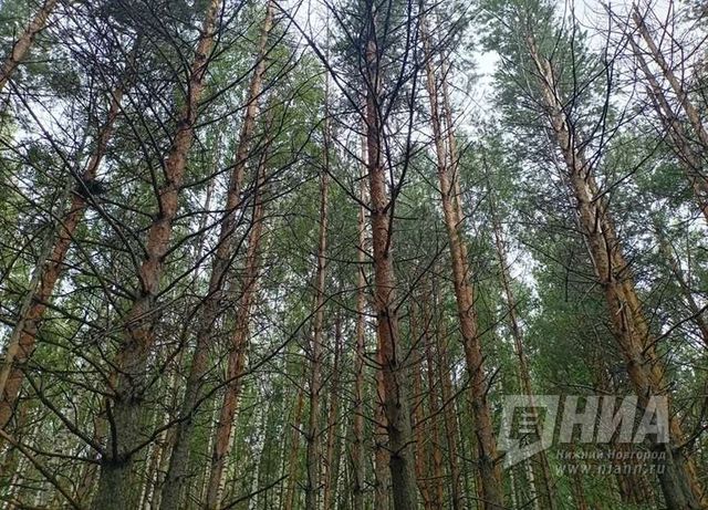 Почти 200 человек пропали в Нижегородской области в августе - НИА Нижний Новгород, 09.09.2026