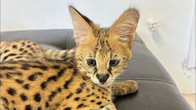 В Сочи женщина покрасила сервала за 1,3 млн рублей и пыталась вывезти в Мексику - KrasnodarMedia, 21.03.2026