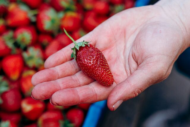 В марте клубника только этого и ждет: 10 г под куст - и урожая в 3 раза больше, ягоды крупные и сладкие - KrasnodarMedia, 23.03.2026