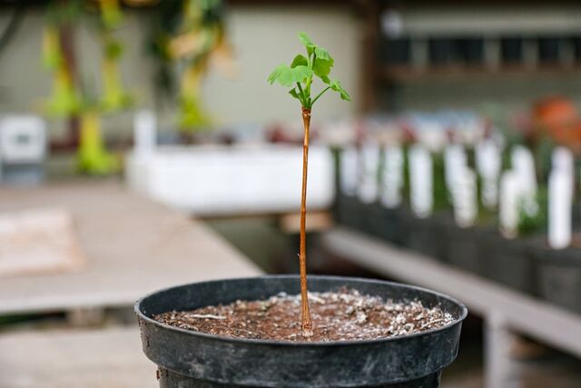 Более 100 деревьев высадят вдоль дорог в Уссурийске - UssurMedia: Лента новостей, 23.03.2026