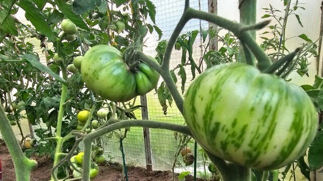 Как богатыри в миниатюре: низкорослые кусты, дающие томаты‑гиганты для открытого грунта - KrasnodarMedia, 23.03.2026