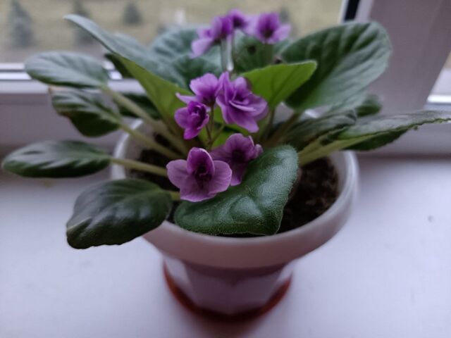 Добавила в воду для полива мумие и спирулину из аптеки — и корни фиалок больше не гниют, а цветы радуют круглый год - KrasnodarMedia, 23.03.2026