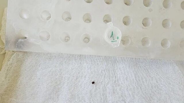 Первый случай присасывания клеща в 2026 году зафиксирован в Приморье - PrimaMedia: Лента новостей, 23.03.2026