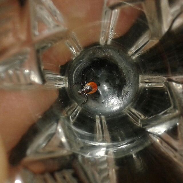 Клещи атакуют: чем опасен энцефалит и как защититься - PrimaMedia: Лента новостей, 23.03.2026