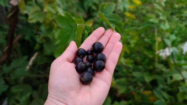 3 ложки - и мелкая кислая смородина в прошлом: крупные сладкие ягоды больше не мечта, а реальность - PrimaMedia: Лента новостей, 24.03.2026