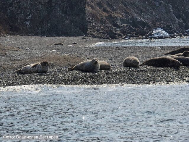 Более тысячи бельков родилось в Дальневосточном морском заповеднике в этом сезоне - PrimaMedia: Лента новостей, 24.03.2026