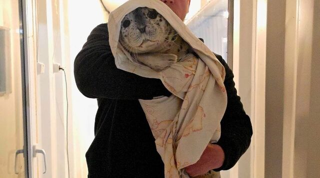 "Начали пичкать энтеросгелем": специалисты спасают найденного тюлененка в бухте Триозёрье - PrimaMedia: Лента новостей, 25.03.2026