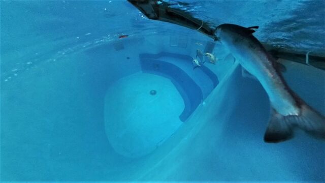 Охота на пару минут: афалины устроили "разборки" с кетой в Приморском океанариуме - PrimaMedia: Лента новостей, 25.03.2026