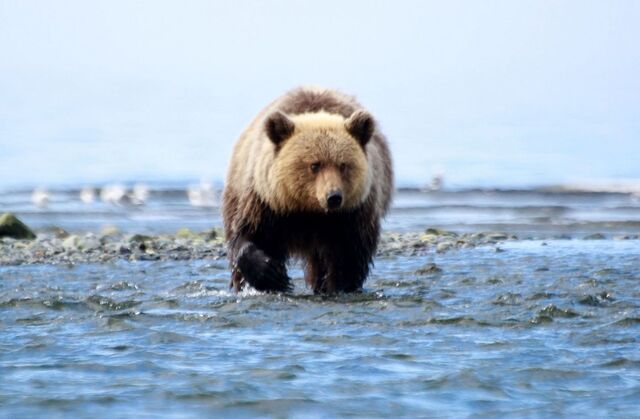 Россиянам выдадут тревожные чемоданчики для защиты от медведей - PrimaMedia: Лента новостей, 25.03.2026