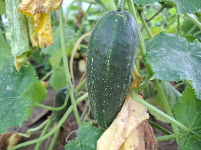 Гребу по 220 огурцов с восьми кустов: секрет - в обрезке именно этой плети - PrimaMedia: Лента новостей, 25.03.2026