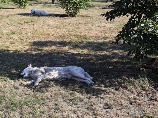 Неизвестный устроил массовый расстрел бездомных собак в Сочи - KrasnodarMedia, 25.03.2026