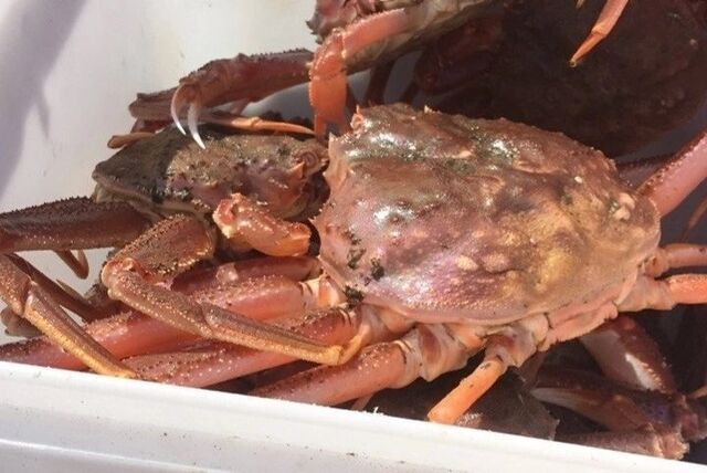 Деликатес с ртутью: более 70 тонн токсичного краба забраковали в Приморье - PrimaMedia: Лента новостей, 26.03.2026