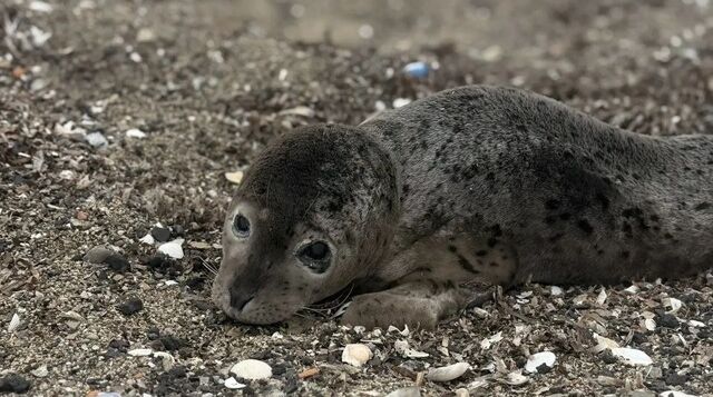 Малыш ларги из бухты Посьет теперь не одинок – компанию составили постояльцы центра - PrimaMedia: Лента новостей, 26.03.2026
