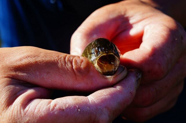 Караси у моих ног: 5 секретных наживок, после которых рыба сама прыгает в ведро - улов уже в апреле Караси у моих ног: 5 секретных наживок, после которых рыба сама прыгает в ведро - улов уже в апреле - UssurMedia: Лента новостей, 26.03.2026