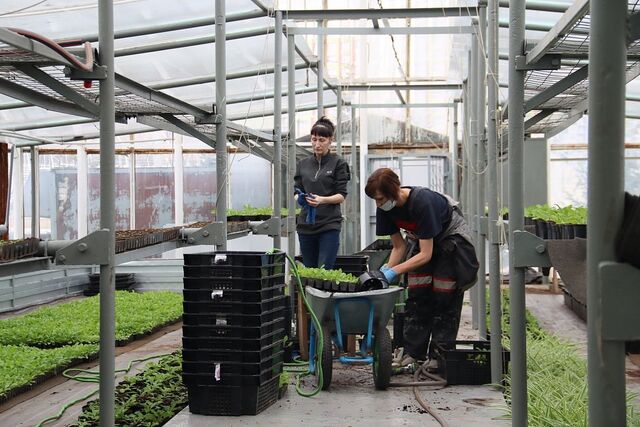 Ко дню рождения Хабаровска на городских прудах высадят 100 кустарников "сакуры" - AmurMedia: Лента новостей, 27.03.2026