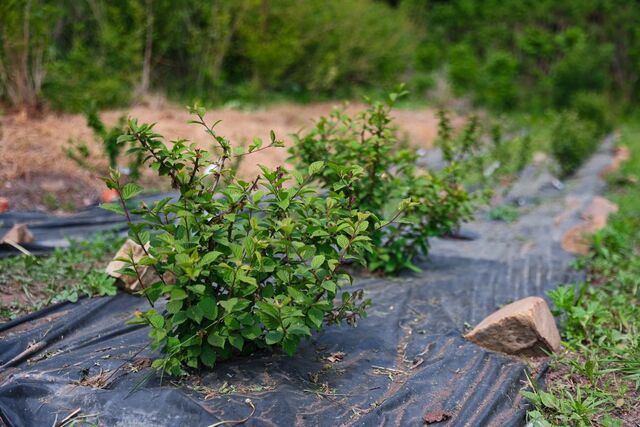 В Краснодаре школьники и детсадовцы высадят более 1,6 тысячи деревьев - KrasnodarMedia, 28.03.2026