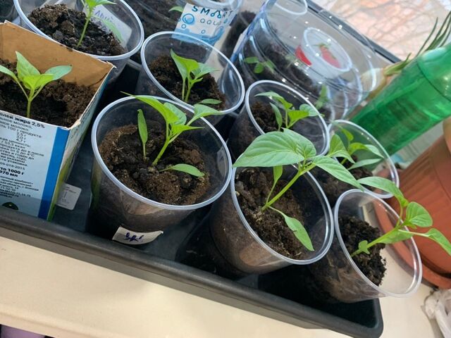 Толстая и мощная рассада за 5-7 дней: натурально и бесплатно — все уже есть на кухне - PrimaMedia: Лента новостей, 29.03.2026