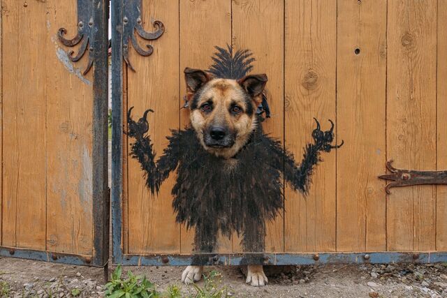 "Возни с ними много" - тренд на чучела усопших питомцев не прижился в Приморье - PrimaMedia: Лента новостей, 29.03.2026