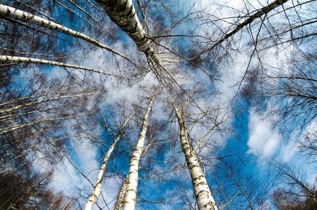 Советский биолог рассказал, какие деревья нельзя сажать на участке: останетесь без дома и урожая - PrimaMedia: Лента новостей, 29.03.2026