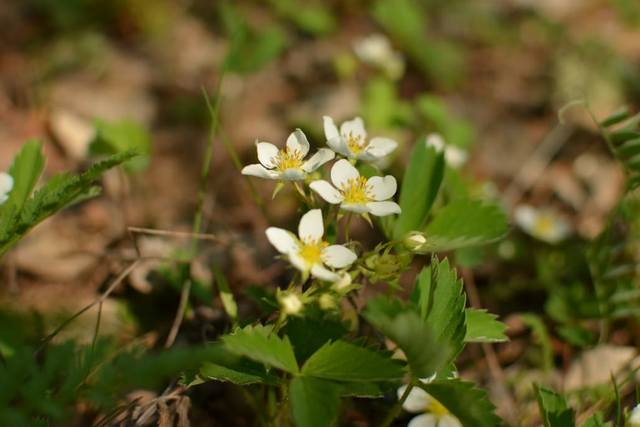 Сажаем в апреле землянику — минимум забот, максимум сладких ягод, аромат дурманит: ТОП-5 неприхотливых сортов - PrimaMedia: Лента новостей, 29.03.2026