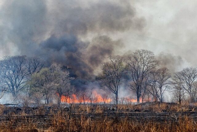58 га леса выгорело в воскресенье в Уссурийском округе - UssurMedia: Лента новостей, 30.03.2026