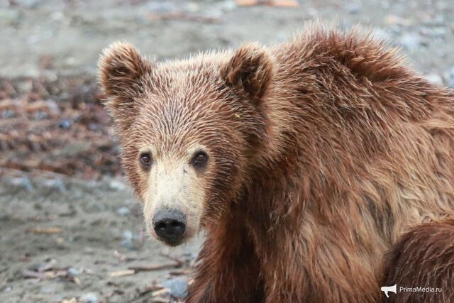 Не смотрите ему в глаза: Минприроды Приморья предупреждает о пробуждении в крае медведей - PrimaMedia: Лента новостей, 30.03.2026