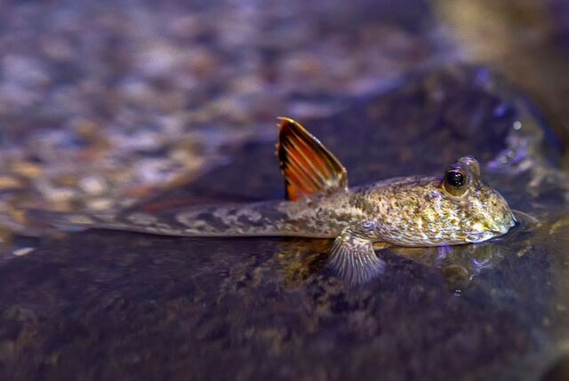Плавники-ноги и глаза-камеры: кто такие илистые прыгуны в Приморском океанариуме Плавники-ноги и глаза-камеры: кто такие илистые прыгуны в Приморском океанариуме - PrimaMedia: Лента новостей, 01.04.2026