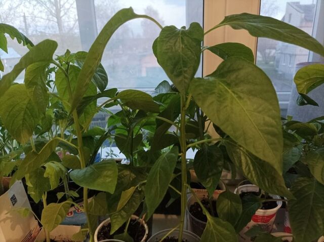 "Волшебная" таблетка превратила дохлую рассаду в мощные растения: урожайность космическая — не уголь и не янтарка - PrimaMedia: Лента новостей, 02.04.2026