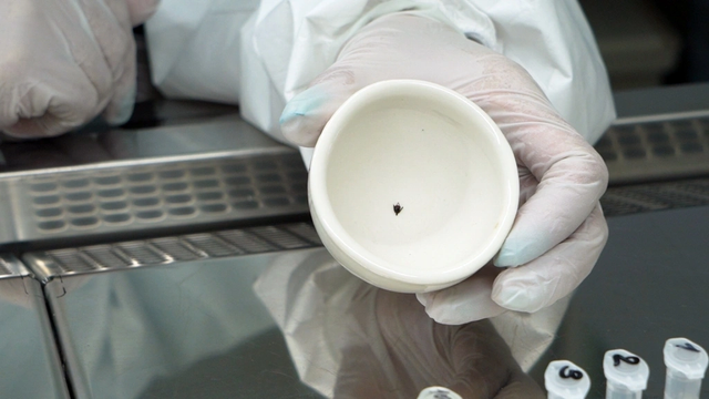 Более 20 обращений с клещами зафиксировали в медорганизациях Приморья - PrimaMedia: Лента новостей, 02.04.2026