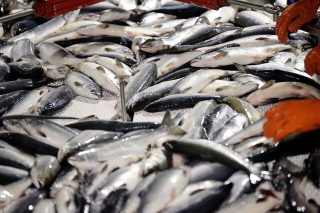 Четыре новых участка для разведения рыбы появятся на реках Тернейского округа в Приморье - PrimaMedia: Лента новостей, 02.04.2026