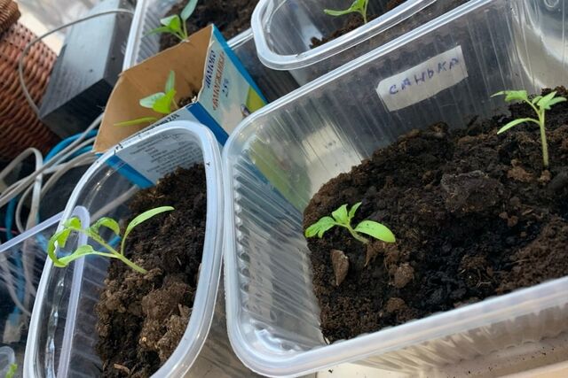 Даже дохлые томаты воспрянут духом и оживут: природный "эликсир жизни" для чахлой рассады - PrimaMedia: Лента новостей, 03.04.2026