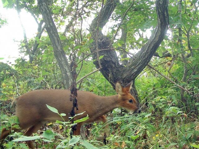 Численность редчайшего в России водяного оленя выросла почти в 4 раза в Приморье - PrimaMedia: Лента новостей, 03.04.2026