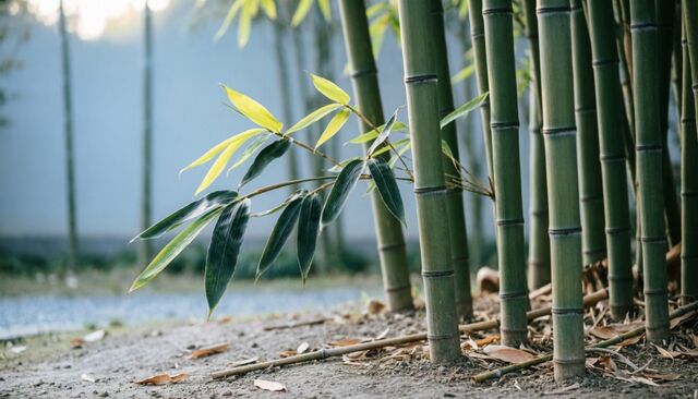 Зачем в саду бамбук: агроном-международник рассказал, в чем польза экзотической культуры - PrimaMedia: Лента новостей, 04.04.2026