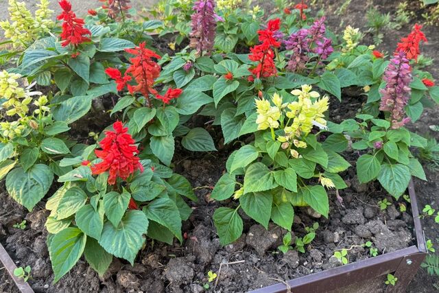 Цветочная клумба во дворе дома может обойтись штрафом в 5 тысяч рублей - PrimaMedia: Лента новостей, 07.04.2026