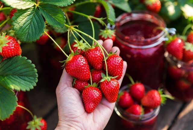 1 бабушкин секрет спас клубнику от гнили — теперь плодоносит как "сумасшедшая", варенья "море", ем круглый год - UssurMedia: Лента новостей, 09.04.2026